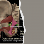 Навчальні програми
